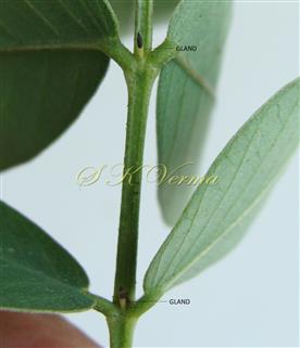  Leaf-Foliar glands-Two glands in between two basal pairs